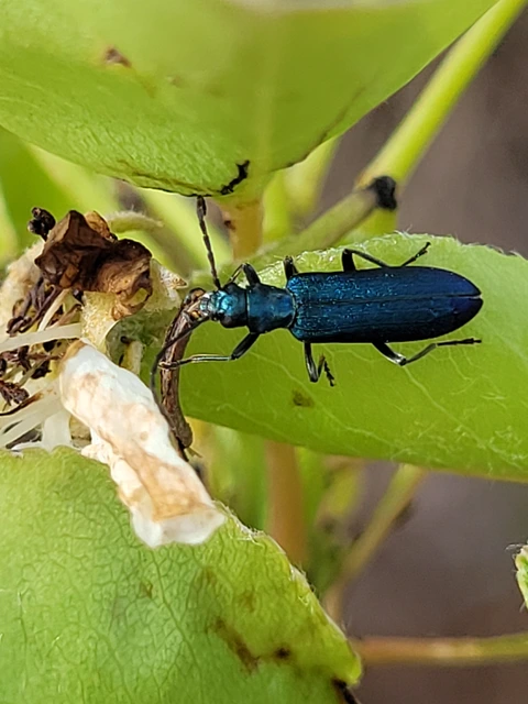 Ischnomera