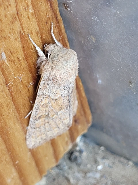 Orthosia miniosa - sárgás barkabagoly