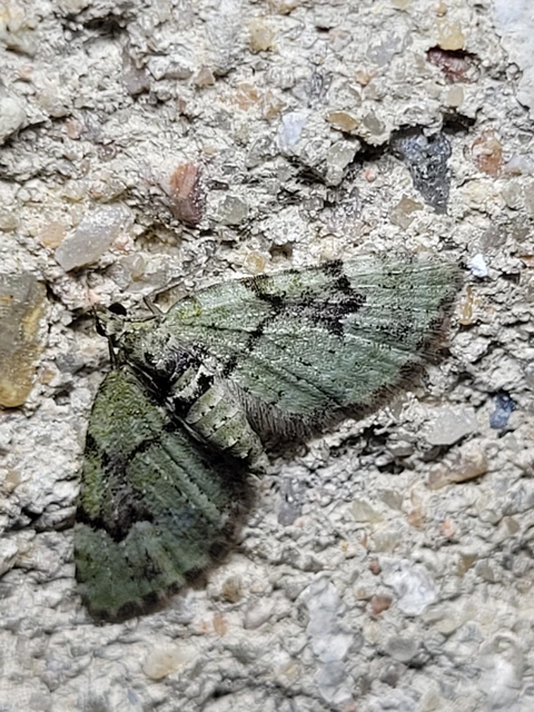 Chloroclystis v-ata - zöldes törpearaszoló