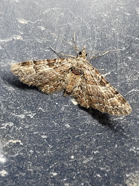 Gymnoscelis rufifasciata - vöröscsíkos törpearaszoló