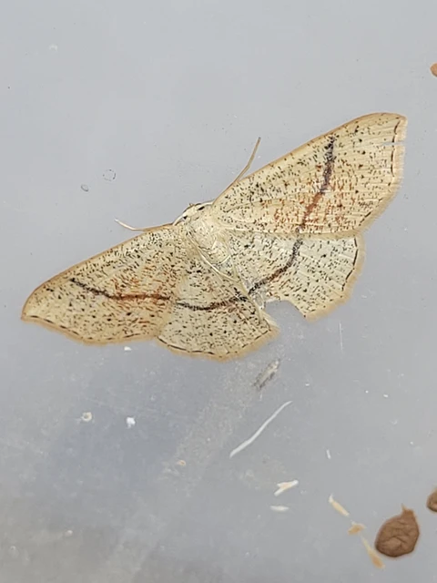 Cyclophora punctaria - sávos pettyesaraszoló