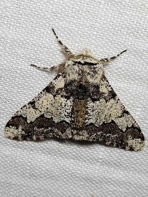 Biston strataria - barnapettyes araszoló