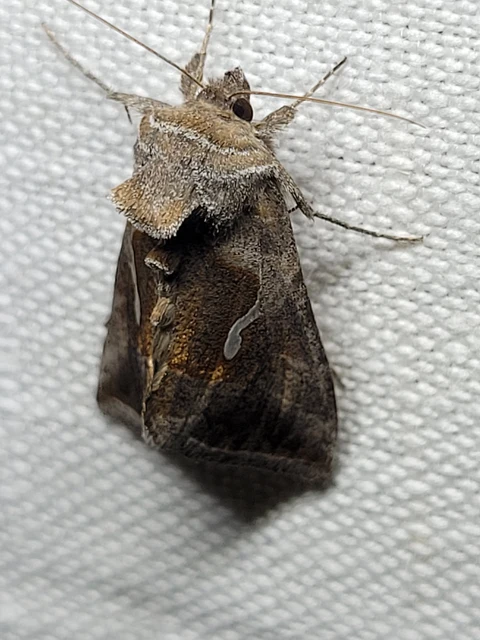 Macdunnoughia confusa - cseppfoltos ezüstbagoly