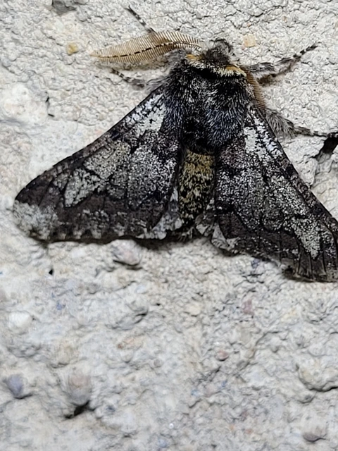 Biston strataria - barnapettyes araszoló