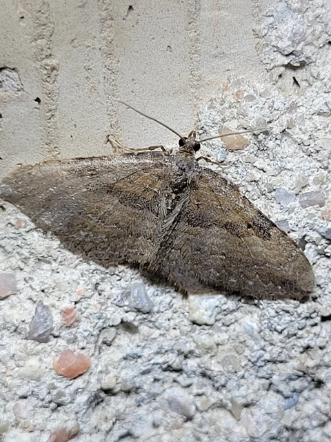 Orthonama obstipata - vándoraraszoló