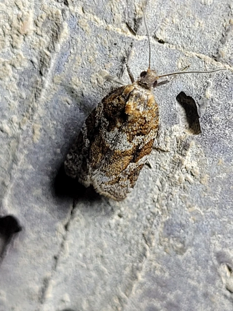 Argyrotaenia ljungiana - ékes sodrómoly