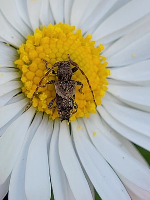 Pogonocherus hispidus - kéttövises ecsetcincér