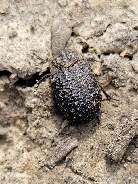 Trox sabulosus - közönséges irhabogár