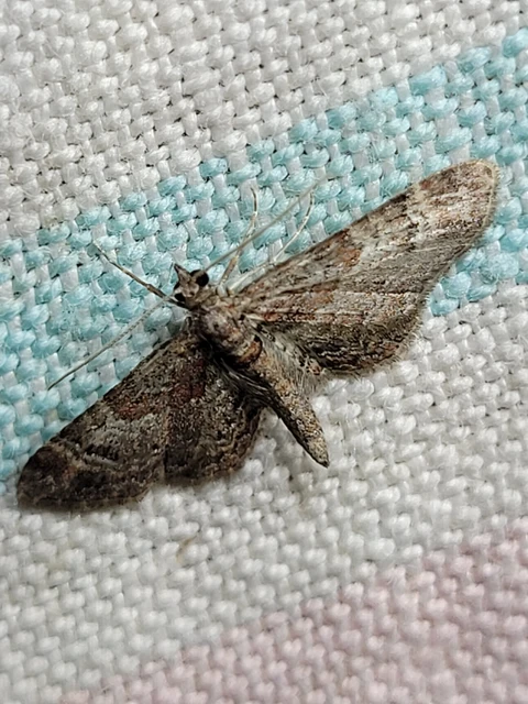 Gymnoscelis rufifasciata - vöröscsíkos törpearaszoló