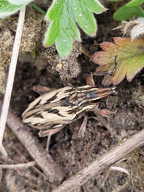 Coniocleonus nigrosuturatus - nyíljegyes barkó