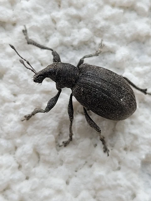 Liophloeus tessulatus - kockás barabolyormányos