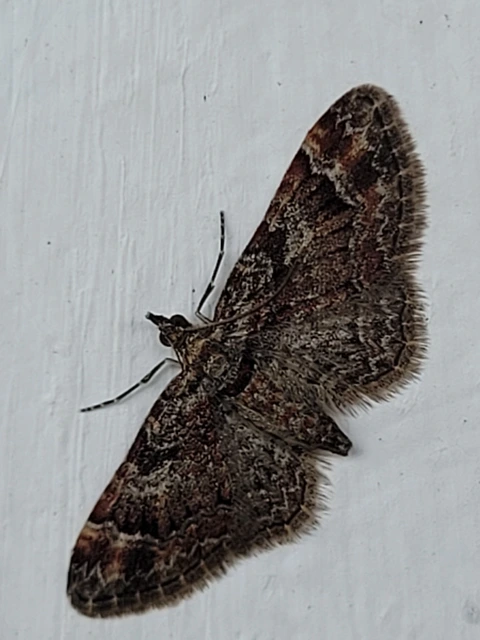 Gymnoscelis rufifasciata - vöröscsíkos törpearaszoló