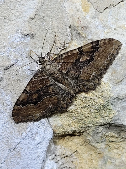 Hydria cervinalis - őzbarna araszoló