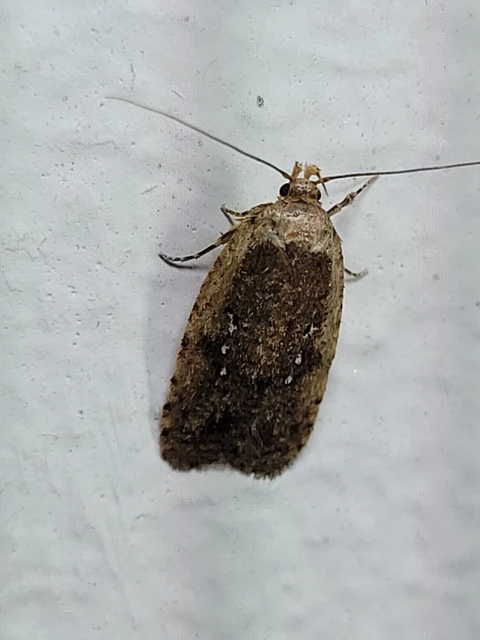 Depressariidae - laposmolyfélék