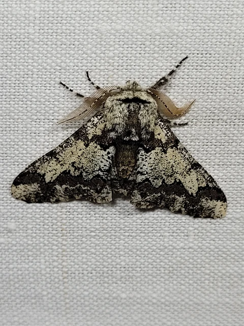 Biston strataria - barnapettyes araszoló