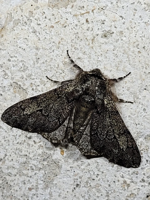Biston strataria - barnapettyes araszoló