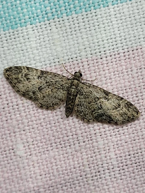 Eupithecia dodoneata - tölgy-törpearaszoló