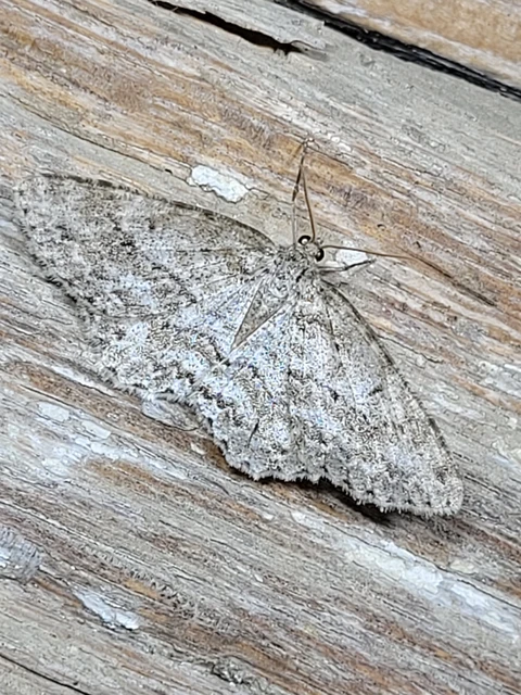 Ectropis crepuscularia - avararaszoló