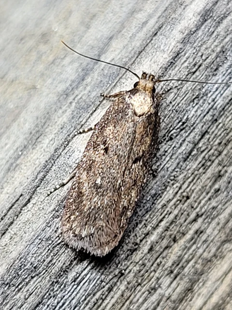 Depressariidae - laposmolyfélék