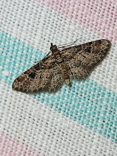 Gymnoscelis rufifasciata - vöröscsíkos törpearaszoló