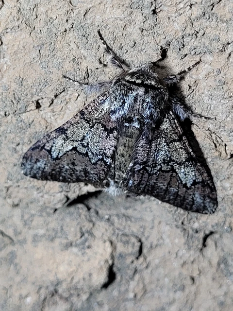 Biston strataria - barnapettyes araszoló