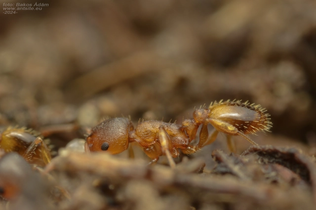 Temnothorax crassispinus - gubacslakó kéreghangya