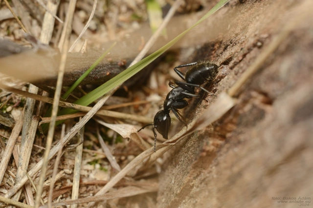Camponotus vagus - fekete lóhangya