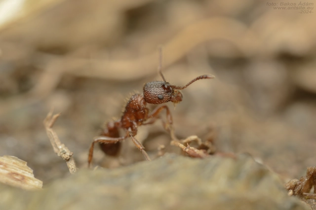 Myrmica specioides - pusztai bütyköshangya