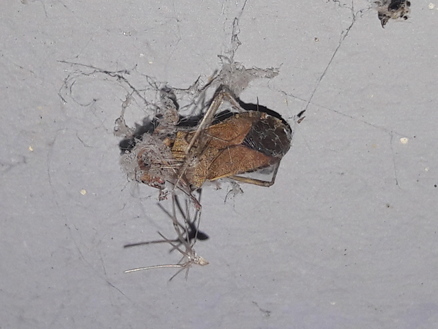 Gonocerus acuteangulatus - aranypetés karimáspoloska