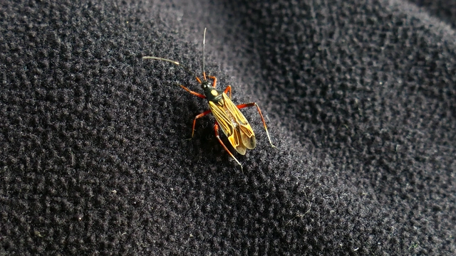 Miris striatus - sávos mezeipoloska