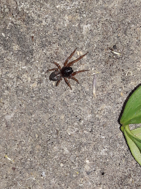 Paratrachelas maculatus Paratrachelas maculatus