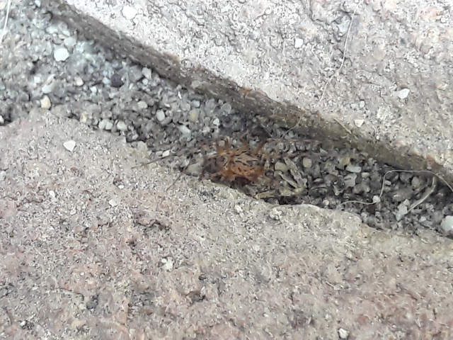 Scytodes thoracica - közönséges csupaszpók