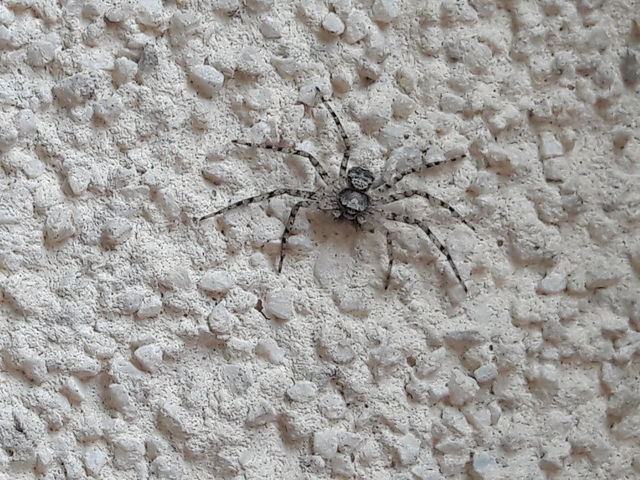 Philodromus