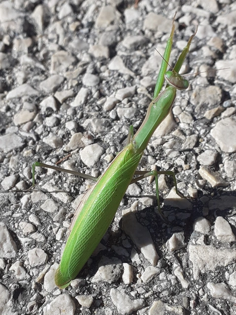 Mantis religiosa - imádkozósáska