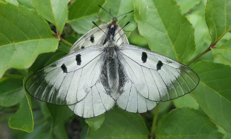 Parnassius mnemosyne - kis apollólepke