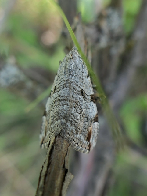 Aplocera efformata/plagiata