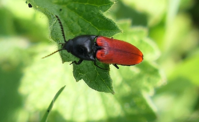 Ampedus