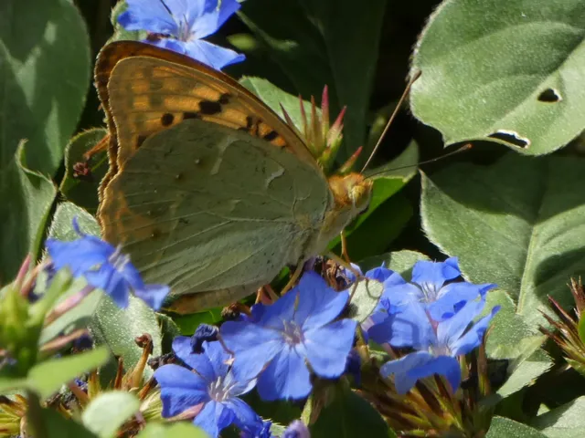 Argynnis pandora - zöldes gyöngyházlepke