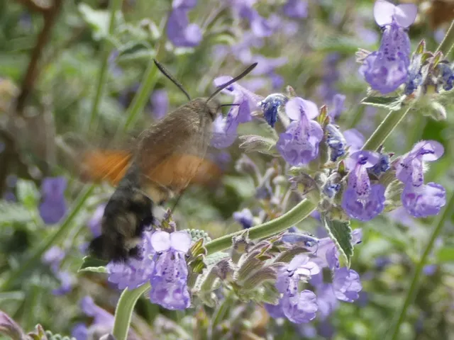 Macroglossum stellatarum - kacsafarkú szender