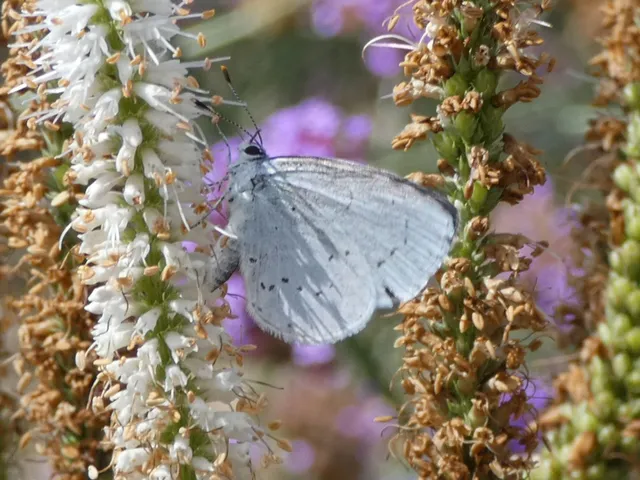 Celastrina argiolus - bengeboglárka