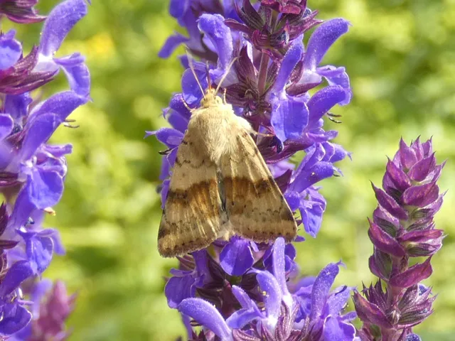 Heliothis viriplaca - mácsonyabagoly