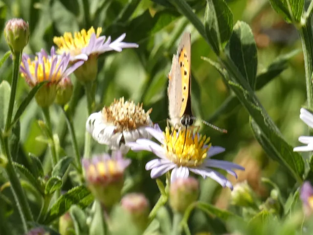 Lycaena phlaeas - közönséges tűzlepke
