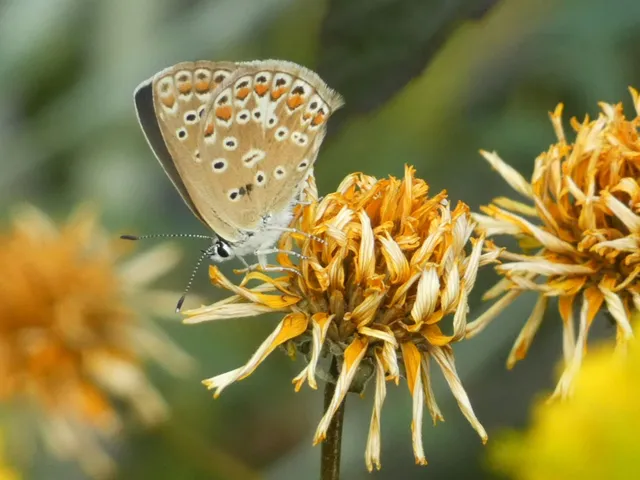 Polyommatus icarus - közönséges boglárka