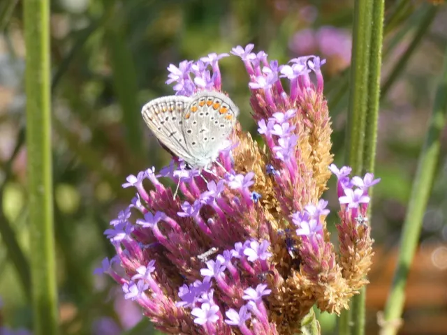 Polyommatus icarus - közönséges boglárka