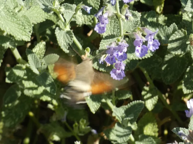 Macroglossum stellatarum - kacsafarkú szender