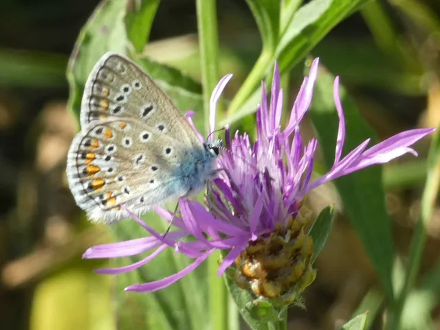 Polyommatus icarus - közönséges boglárka