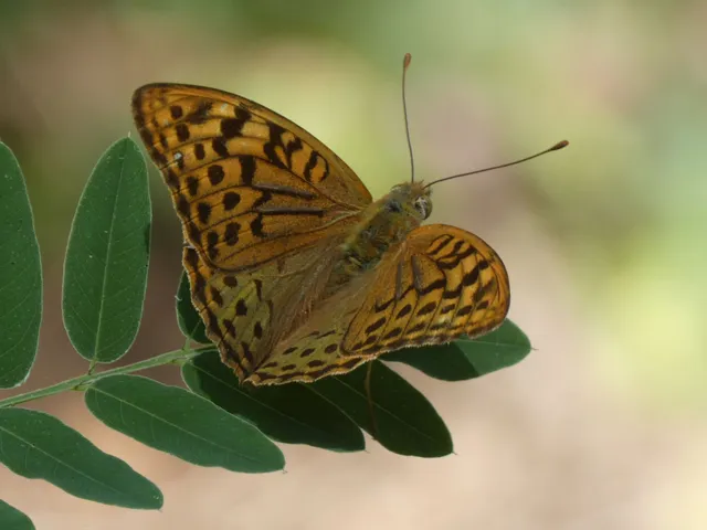 Argynnis pandora - zöldes gyöngyházlepke