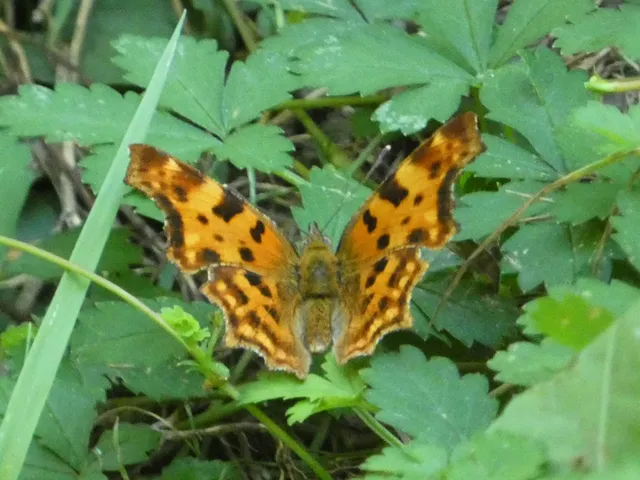 Nymphalis c-album - C-betűs lepke