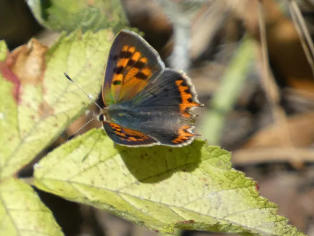 Lycaena phlaeas - közönséges tűzlepke