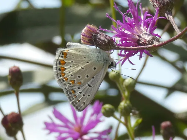 Polyommatus icarus - közönséges boglárka